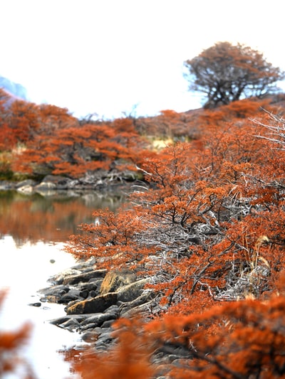 橙叶树的浅聚焦摄影